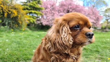 cavalier king charles spaniel