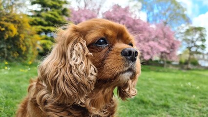 cavalier king charles spaniel