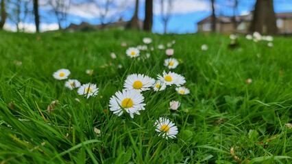daisy in grass