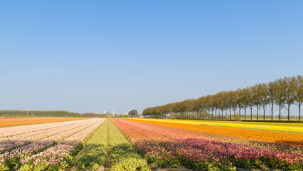 Tulpenfeld Holland