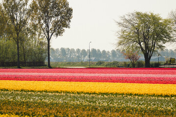 Tulpenfeld, Tulipfield, Holland