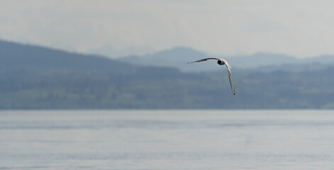 Lachmöwe vor Bergpanorama, Bodensee