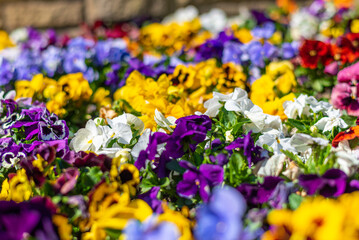 Garden pansies in a flower bed of the urban park Planten un Blomen in the heart of the city of...
