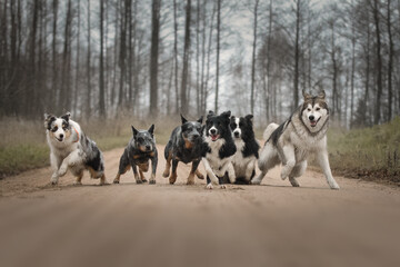 Six dogs of different breeds run along the road