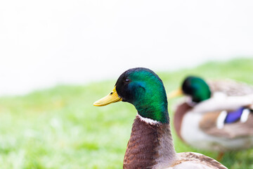 A male multi-colored duck is resting on a green meadow by the lake against the backdrop of a beautiful landscape