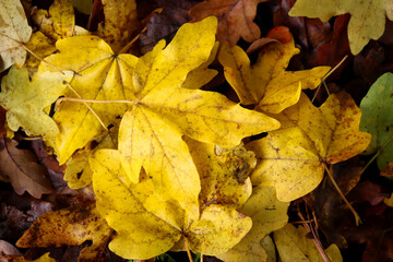 Yellow leaves on top of dead brown leaves on the Palatinate forest floor on a fall afternoon in Germany.