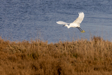 heron in flight