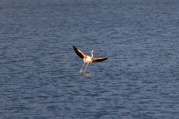 Flamingo in flight