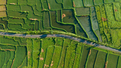 Rice Terrace Aerial Shot. Image of beautiful terrace rice field in Lombok