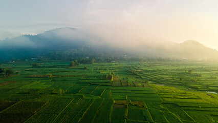 Rice Terrace Aerial Shot. Pictures of beautiful terraced rice fields in the morning when foggy in Lombok