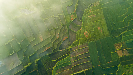Rijst Terras Luchtfoto. Foto& 39 s van prachtige terrasvormige rijstvelden in de ochtend als het mistig is in Lombok