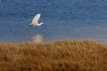 heron in flight