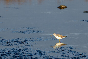 bird on the beach