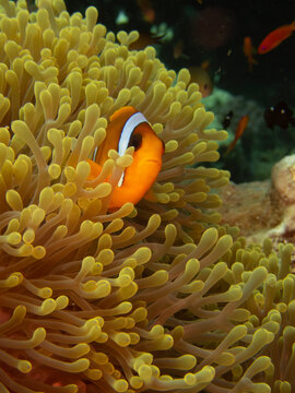 anemonefish