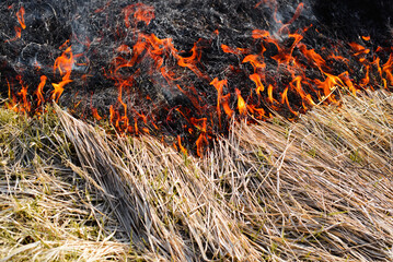 Fire in nature, ecological disaster. Bright red flame on dry grass outdoors on hot day, close-up