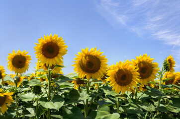 Fototapeta premium Yellow flowers sunflowers on field on background blue sky