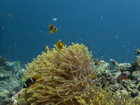 anemonefish