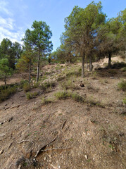 Forest in Sierra Nevada in springtime