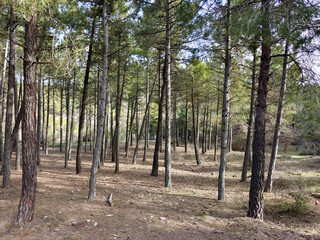 Forest in Sierra Nevada in springtime