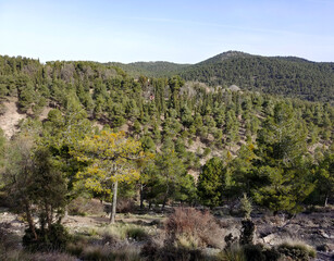 Fototapeta na wymiar Forest in Sierra Nevada in springtime