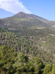 Forest in Sierra Nevada in springtime