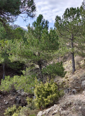 Fototapeta na wymiar Forest in Sierra Nevada in springtime