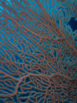 coral