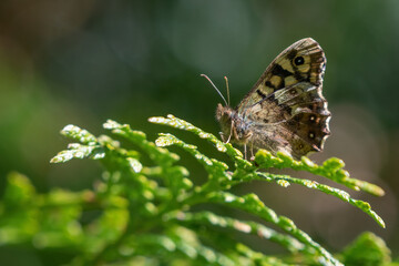 Obraz na płótnie Canvas Speckled wood butterfly (Pararge aegeria) portrait, showing its underwing. Beautiful woodland butterfly species, Norfolk, UK.