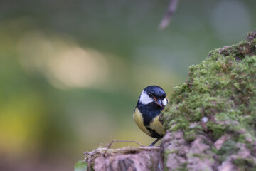 Mésange charbonnière dans la nature