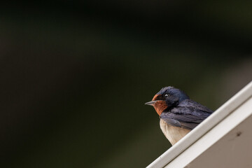 Hirondelle rustique - Hirondo Rustica © Thierry
