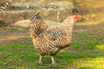 Laying hens gray hen on the background of animal husbandry, natural lifestyle, organic farming in the backyard garden. The chicken is looking for food