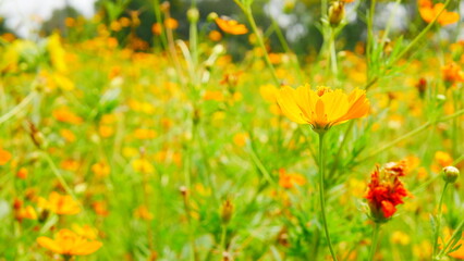 Flower Field Close-Up