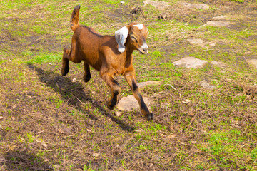 A small charming goat walks briskly across a sunny meadow. Bright and sunny day in the village. Livestock. White tiny goat. Free grazing. Tourism and recreation