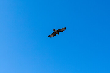 Bird background flying in the blue sky.  Barranquilla, Atlantico, Colombia. 