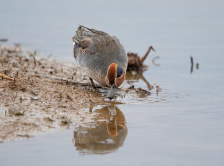 Male Eurasian Teal Duck (Anas crecca) Feeding in Mud