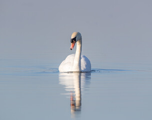 Fototapeta premium Mute Swan (Cygnus olor) on Still Lake