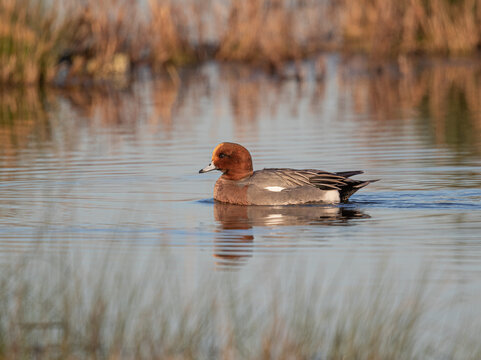 Male Eurasian Wigeon (Mareca penelope) Swimming