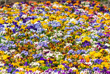 Garden pansies in a flower bed of the urban park Planten un Blomen in the heart of the city of...