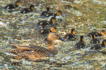 An adult female mallard swimming in a river with ducklings. Animal themes.