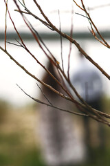 Close up photo of tree branches on blurred silhouettes of womаn and man background