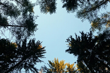 Tree tops and sky view.