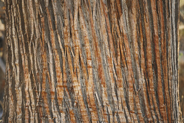 Fondo Background de arbor y vetas marcadas