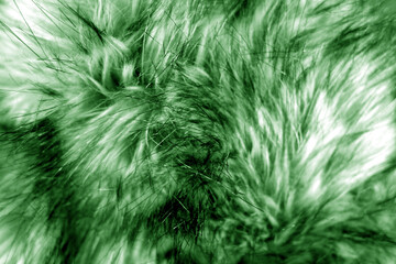 Animal fur close up in green tone.