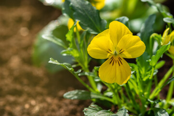 Beautiful yellow violet flowers closeup. Blooming pansy Viola Cornuta on a flowerbed