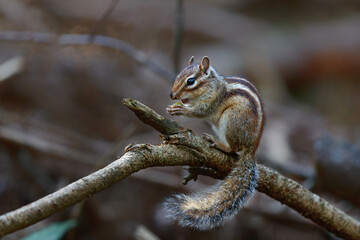 Little chipmunk (Eutamias sibiricus) or Siberian squirrel searching for food in the forest in Noord Brabant in the Netherlands