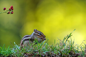 Little chipmunk (Eutamias sibiricus) or Siberian squirrel searching for food in the forest in Noord Brabant in the Netherlands