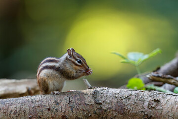 Naklejka na ściany i meble Little chipmunk (Eutamias sibiricus) or Siberian squirrel searching for food in the forest in Noord Brabant in the Netherlands