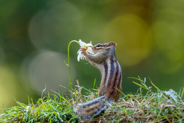 Little chipmunk (Eutamias sibiricus) or Siberian squirrel searching for food in the forest in Noord Brabant in the Netherlands