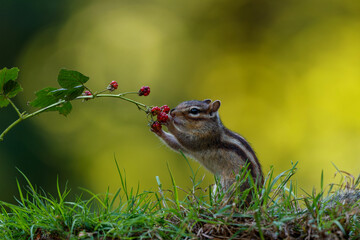 Little chipmunk (Eutamias sibiricus) or Siberian squirrel searching for food in the forest in Noord Brabant in the Netherlands