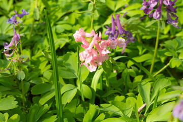blue tiny flowers near a rotting stump in moss